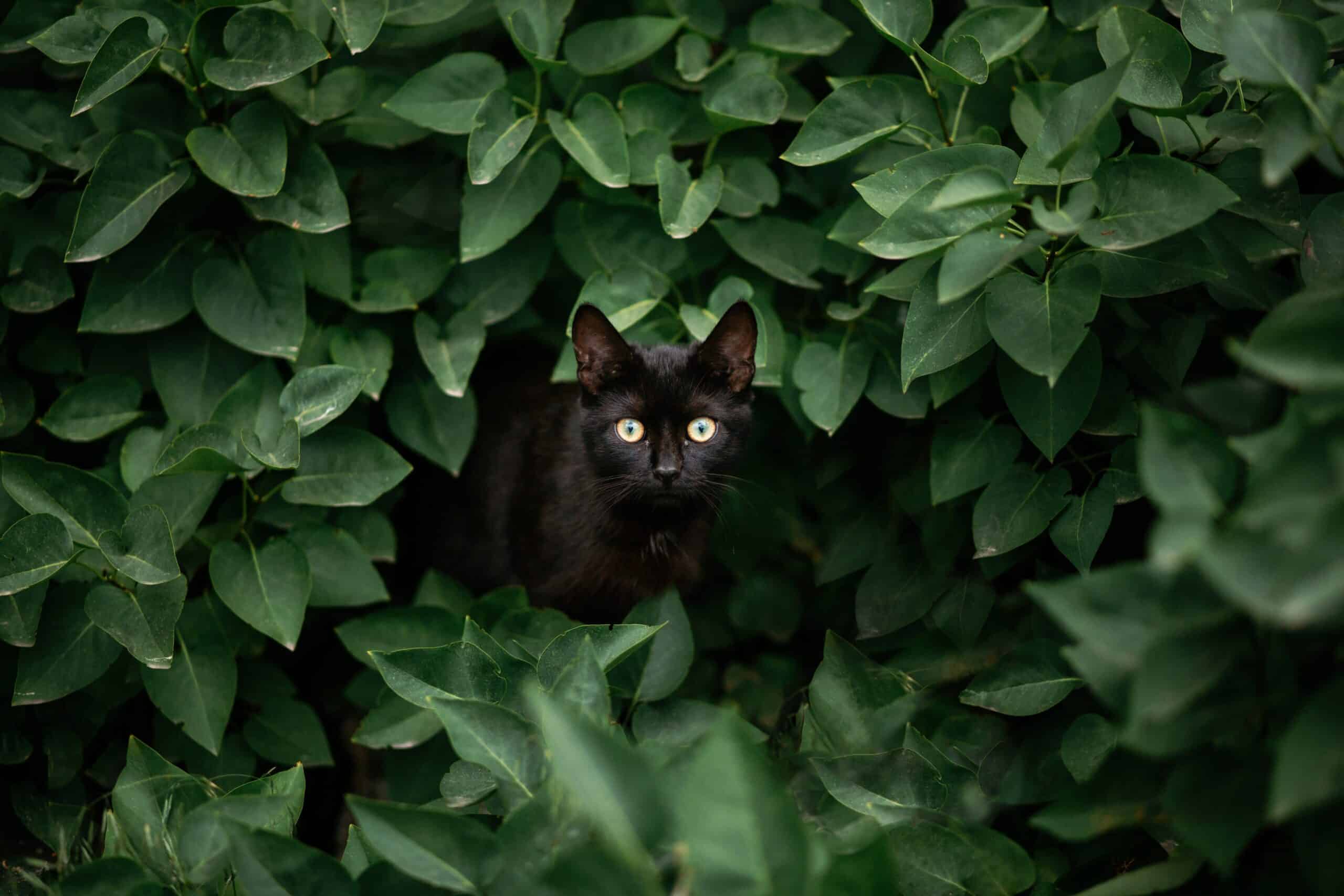 amazing black cat looking among green leaves A curious black cat playfully peeks out from lush green leaves, capturing the essence of nature's hidden beauty.
Why Are Black Cats Called Voids?
superstitions
witchcraft