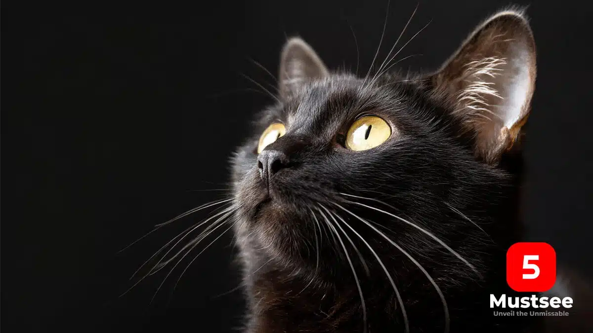 Unraveling the Mystery: Why Are Black Cats Called Voids?