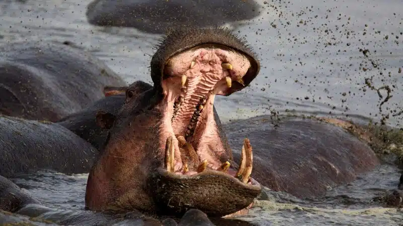 How a river guide survived a hippo attack – and what you can learn | CNN